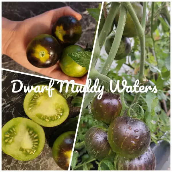 Tomaten: Muddy Waters Dwarf