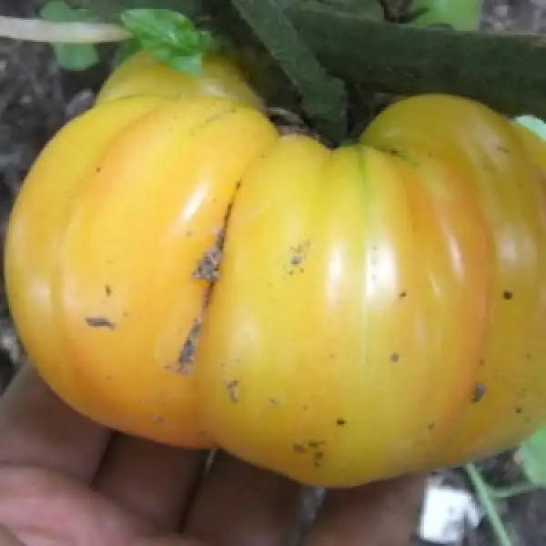 Tomaten: Multicolor