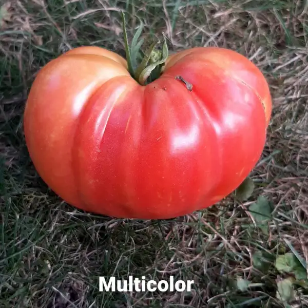 Tomaten: Multicolor