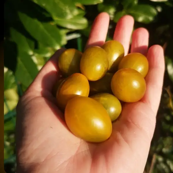 Tomaten: Multiflora Amber Keyes