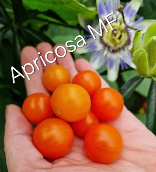 Tomaten: Multiflora Apricosa