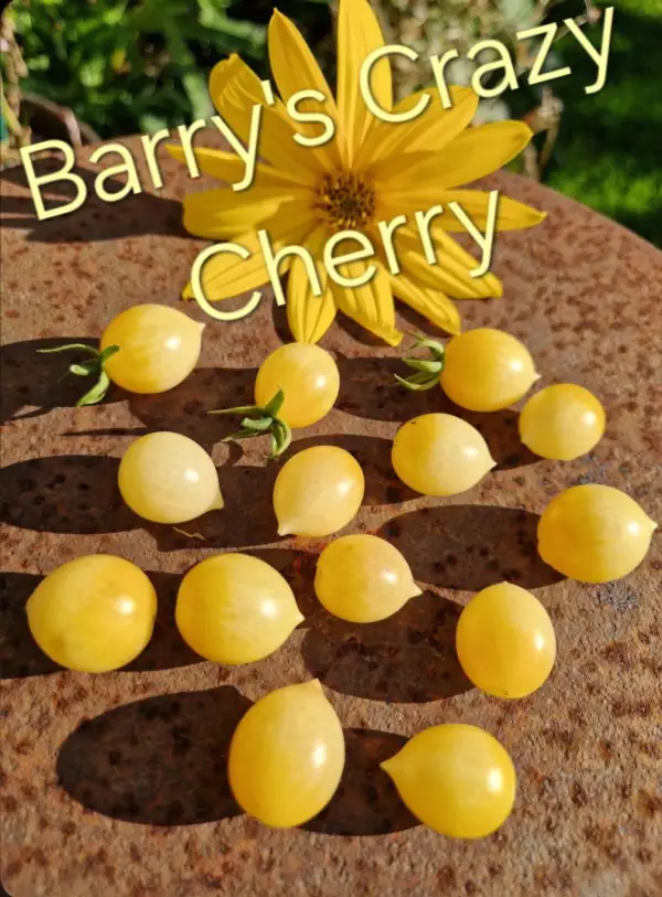 Tomaten: Multiflora Barrys Crazy Cherry