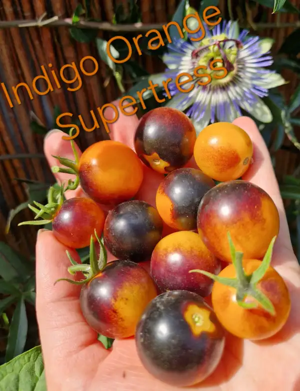 Tomaten: Multiflora Indigo orange Supertress