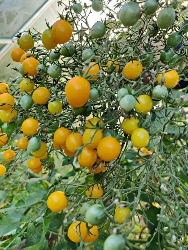 Tomaten: Multiflora "Kleine Gelbe aus Estland"