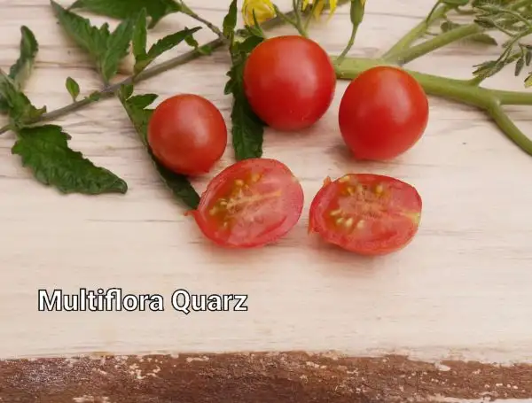 Tomaten: Multiflora Quarz