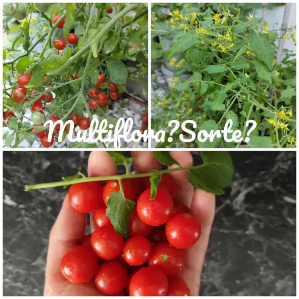 Tomaten: Multiflora Sorte unbekannt