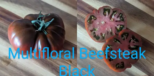 Tomaten: Multifloral Beefsteak Black