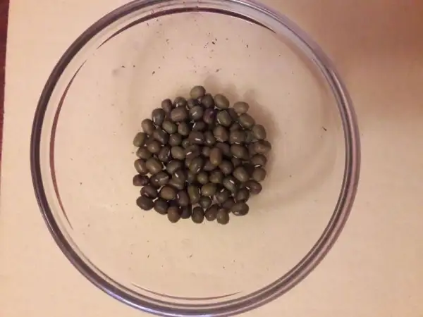 Bohnen: Mung bean (Vigna radiata) - bush bean