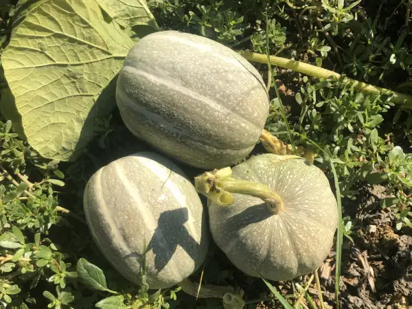 Kürbisse: Mungo Wambuto