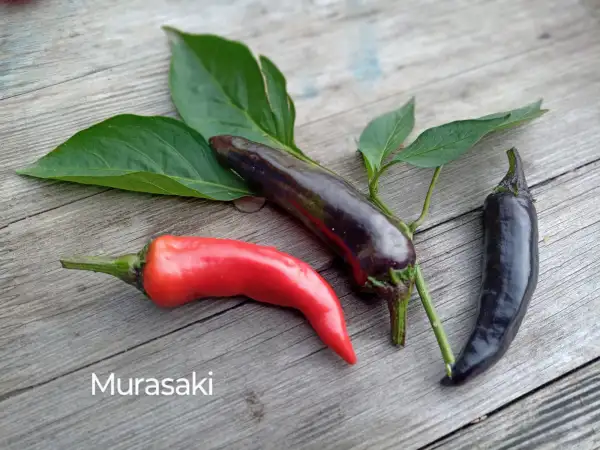 Chili / Paprika: Murasaki