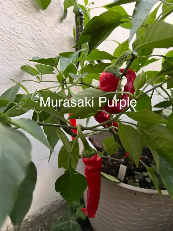 Chili / Paprika: Murasaki Purple