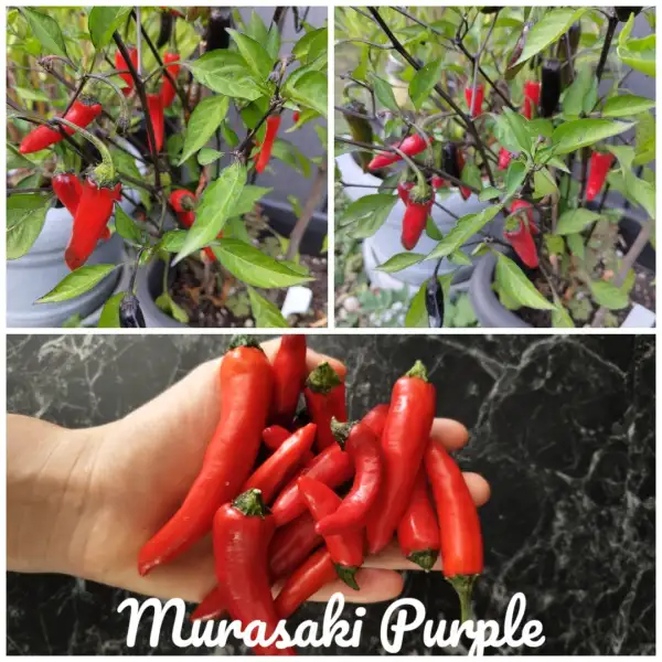 Chili / Paprika: Murasaki Purple  (2024) Paprika