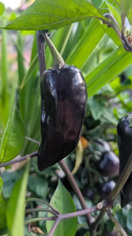 Chili / Paprika: Murasaki Purple