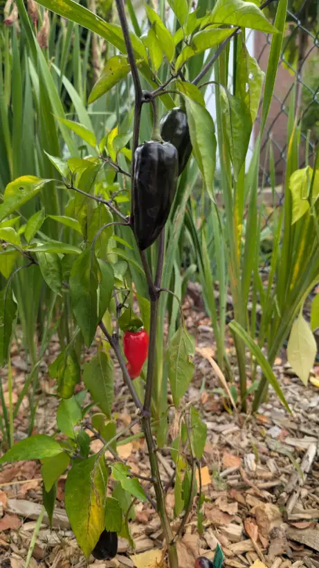 Chili / Paprika: Murasaki Purple