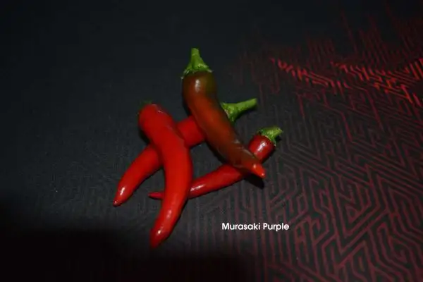 Chili / Paprika: Murasaki Purple