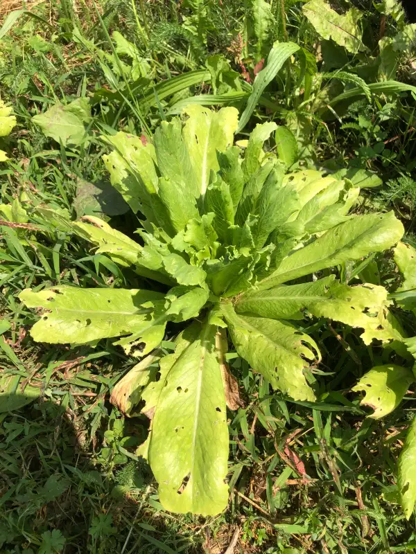 Salate: Murtera Blanca de Eivissa