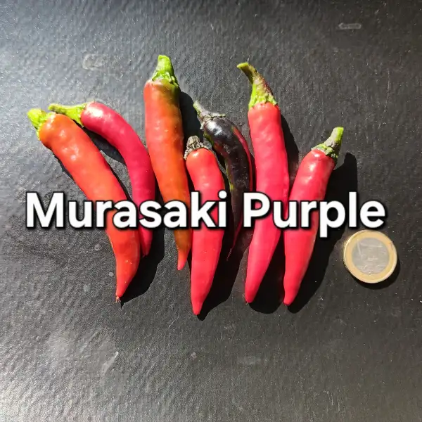 Chili / Paprika: Musaki Purple