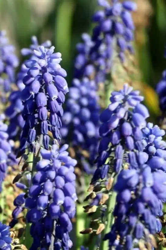 Blumen: Muscari armeniacum