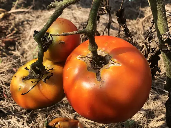 Tomaten: Muscat