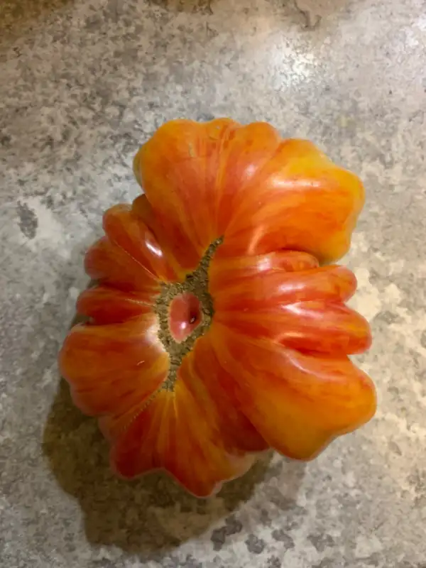 Tomaten: Mushroom basket Striped