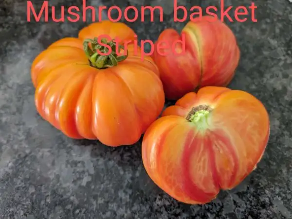 Tomaten: Mushroom basket Striped