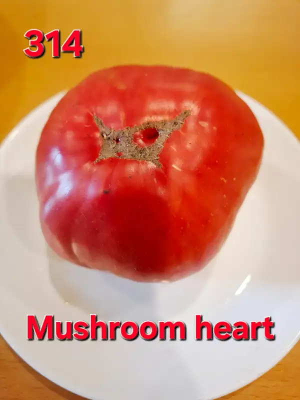 Tomaten: Mushroom heart