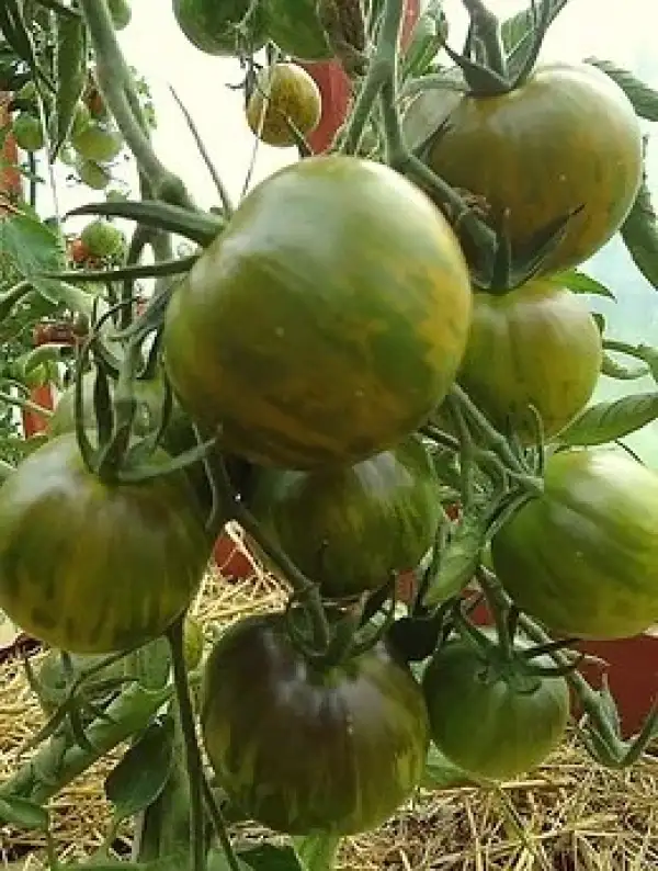 Tomaten: MUSK ZEBRA