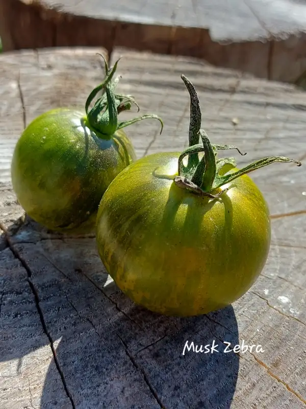 Tomaten: MUSK ZEBRA