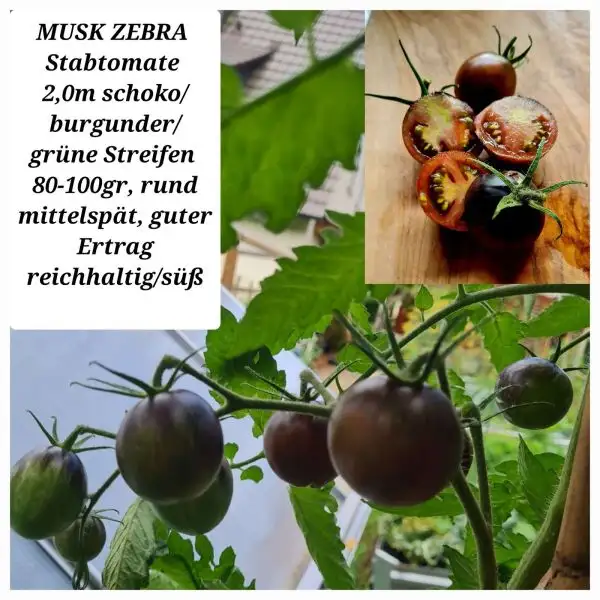 Tomaten: MUSK ZEBRA