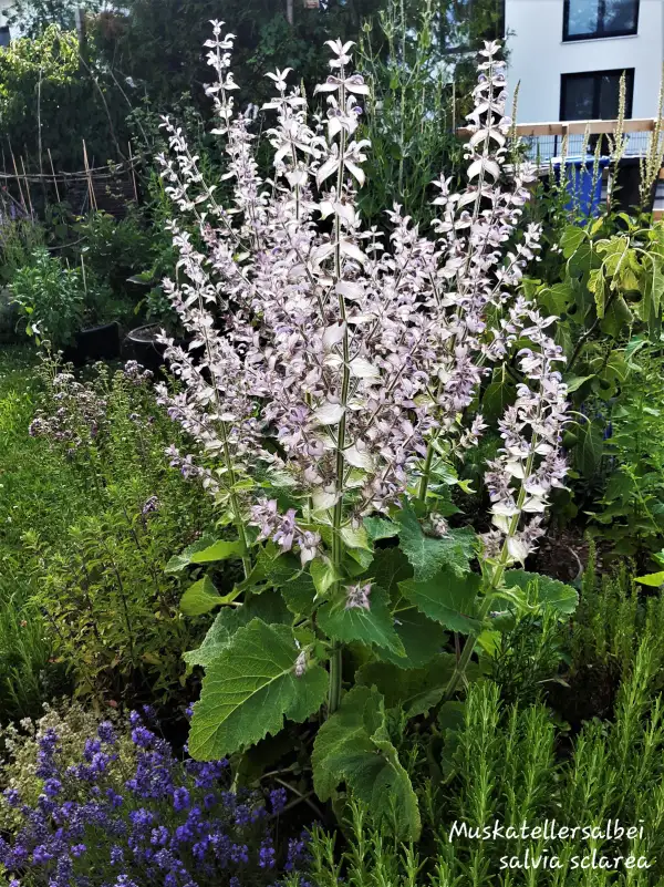 Blumen: Muskateller-Salbei, salvia sclarea