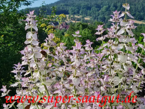 Kräuter: Muskatellersalbei