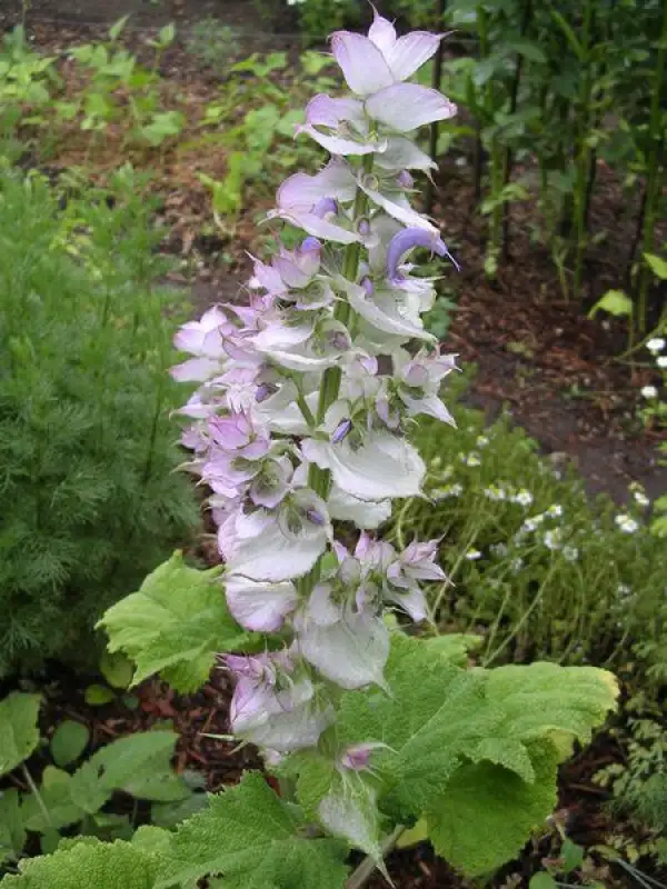 Kräuter: Muskatellersalbei