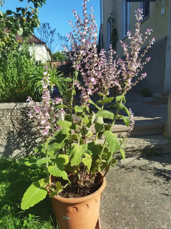 Blumen: Muskatellersalbei Salvia sclarea