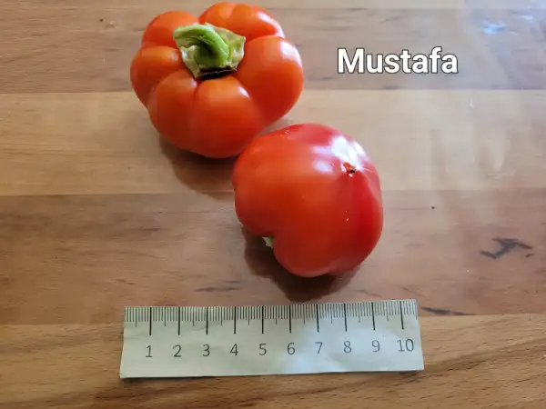 Chili / Paprika: Mustafa	Schärfe:	2	Höhe:	40cm