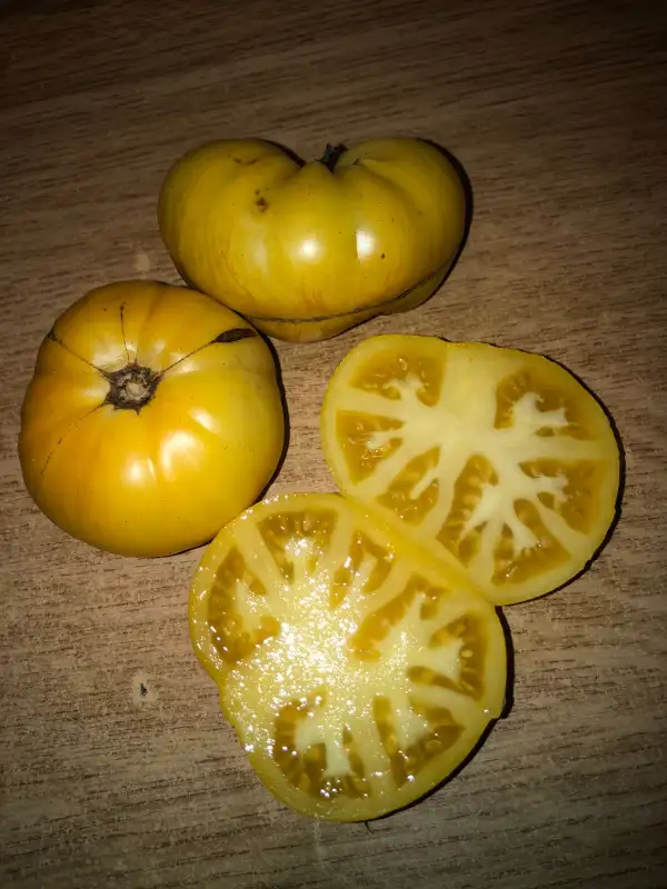 Tomaten: Mustang Jaune