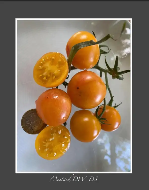 Tomaten: Mustard Dean Slater