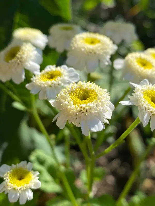 Kräuter: Mutterkraut