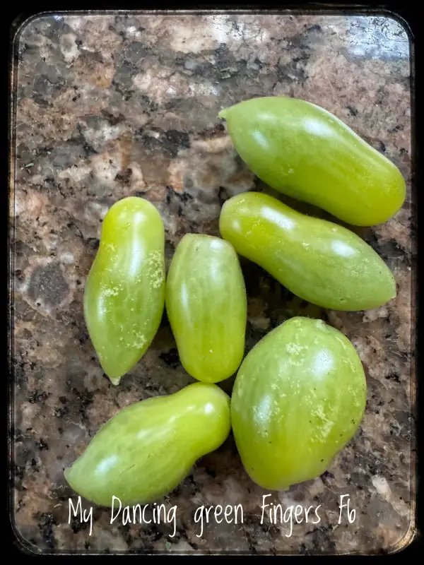 Tomaten: My Dancing Green Fingers