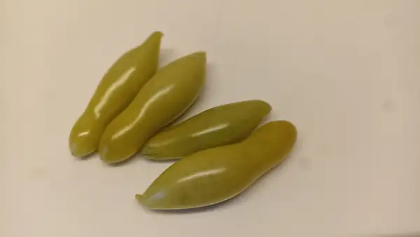 Tomaten: My Dancing Green Fingers