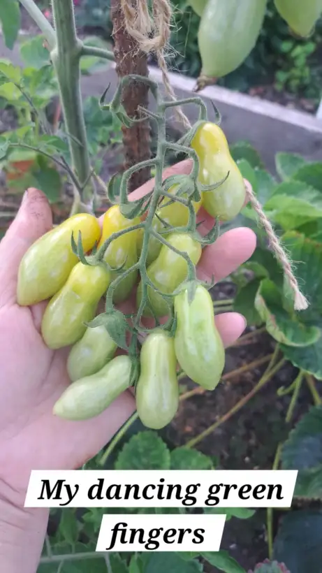 Tomaten: My Dancing Green Fingers