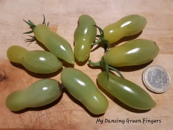 Tomaten: My Dancing Green Fingers