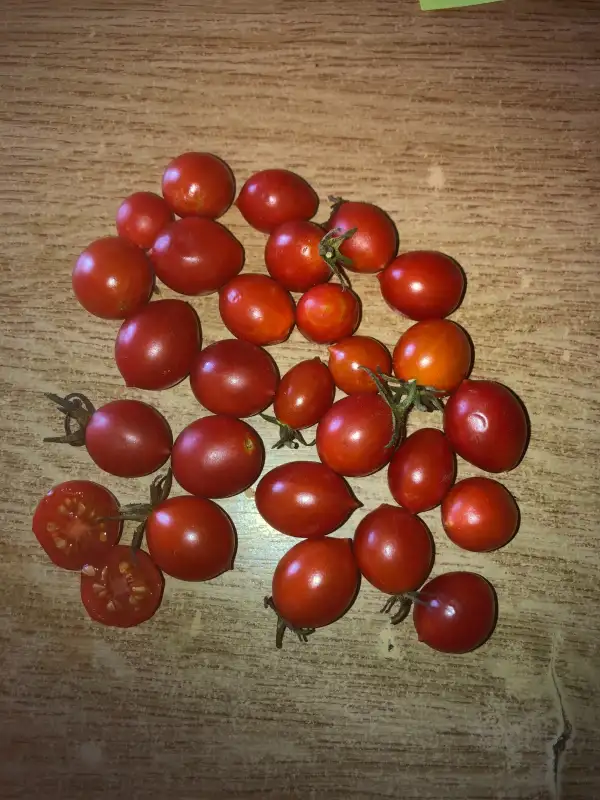 Tomaten: Myriam