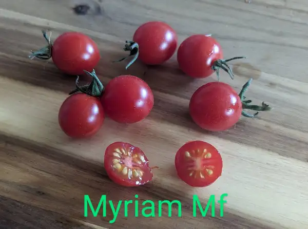 Tomaten: Myriam