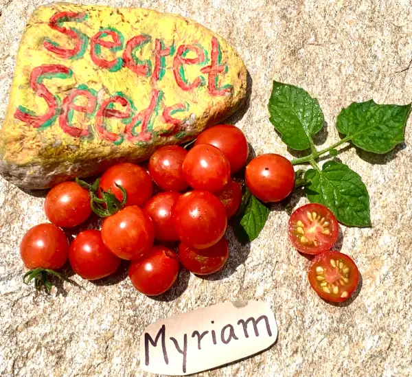 Tomaten: Myriam