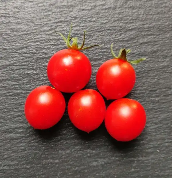 Tomaten: Myriam