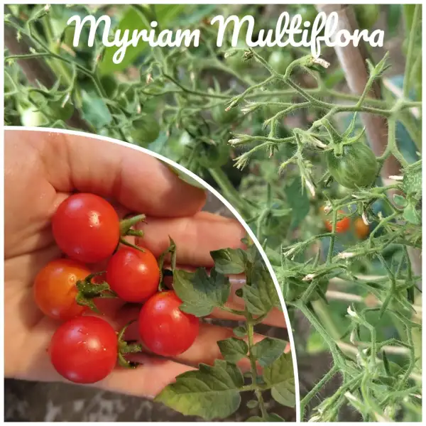 Tomaten: Myriam Multiflora