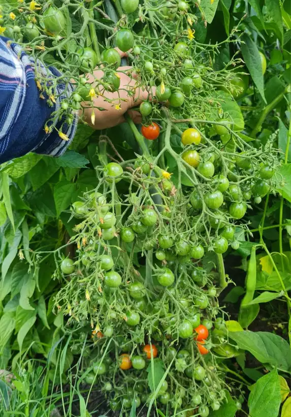 Tomaten: Myriam Multiflora