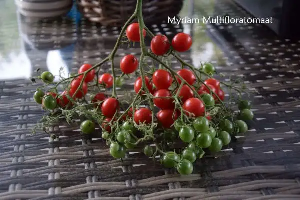 Tomaten: Myriam Multifloratomaat