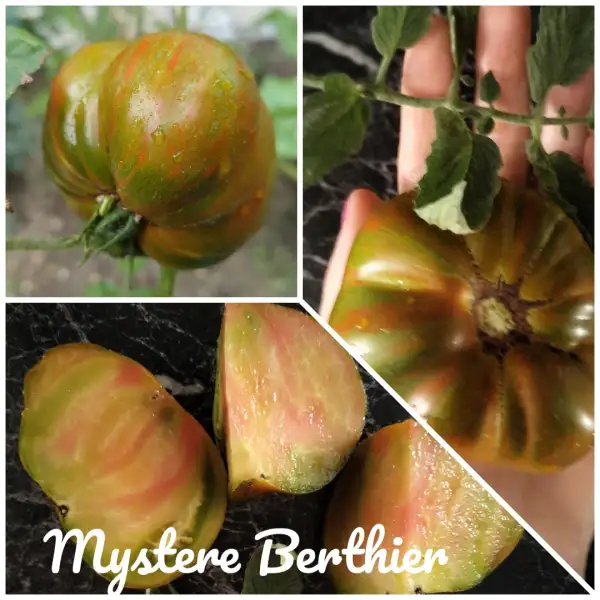 Tomaten: Mystère Berthier