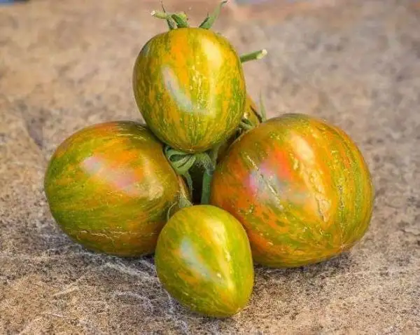 Tomaten: Mystère Berthier